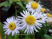 Aster ageratoides 'Asmoe'