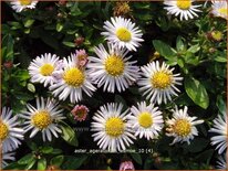 Aster ageratoides 'Asmoe'