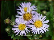 Aster ageratoides 'Asmoe'