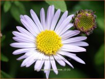 Aster ageratoides 'Asmoe'