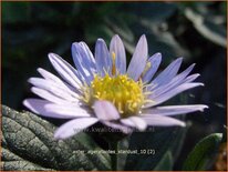 Aster ageratoides 'Stardust'