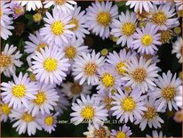 Aster ageratoides 'Stardust'