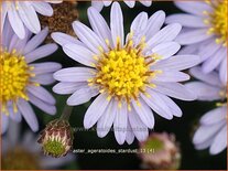 Aster ageratoides 'Stardust'