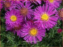 Aster 'Alice Haslam'