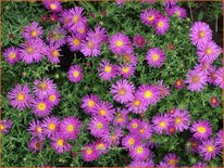 Aster 'Alice Haslam'