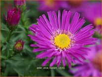 Aster 'Alice Haslam'