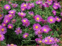 Aster 'Alice Haslam'