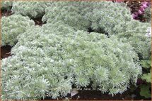 Artemisia schmidtiana &#39;Nana&#39;