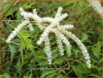 Aruncus dioicus 'Whirlwind'