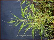 Aruncus dioicus 'Whirlwind'