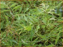 Aruncus dioicus 'Whirlwind'