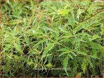 Aruncus dioicus 'Whirlwind'