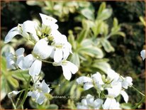 Arabis ferdinandi-coburgii 'Old Gold'