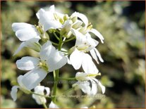 Arabis ferdinandi-coburgii 'Old Gold'