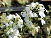 Arabis ferdinandi-coburgii 'Old Gold'