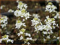 Arabis procurrens &#39;Neuschnee&#39;