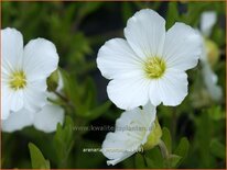 Arenaria montana