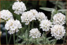 Armeria maritima 'Alba'