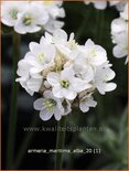 Armeria maritima 'Alba'