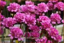 Armeria maritima 'Splendens'