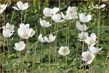 Anemone sylvestris