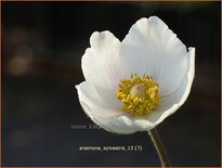 Anemone sylvestris