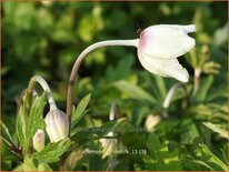 Anemone sylvestris