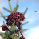 Angelica gigas