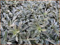 Antennaria dioica &#39;Rotes Wunder&#39;