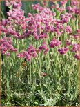 Antennaria dioica &#39;Rotes Wunder&#39;