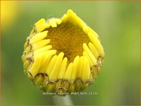 Anthemis hybrida 'Dwarf Form'