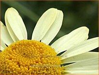 Anthemis hybrida &#39;E.C. Buxton&#39;