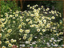 Anthemis hybrida &#39;E.C. Buxton&#39;