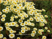 Anthemis hybrida &#39;E.C. Buxton&#39;