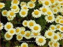 Anthemis hybrida &#39;E.C. Buxton&#39;