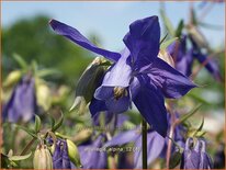 Aquilegia alpina