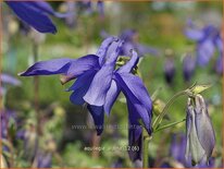 Aquilegia alpina