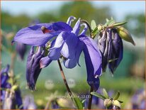 Aquilegia alpina