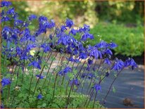 Aquilegia alpina