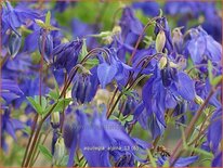 Aquilegia alpina