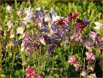 Aquilegia &#39;Biedermeier&#39;