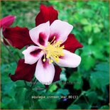 Aquilegia &#39;Crimson Star&#39;