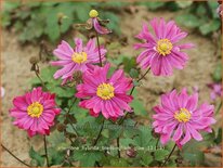 Anemone hybrida &#39;Bressingham Glow&#39;