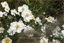 Anemone hybrida &#39;Honorine Jobert&#39;