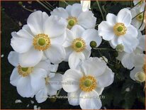 Anemone hybrida &#39;Honorine Jobert&#39;