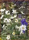 Anemone hybrida &#39;Honorine Jobert&#39;