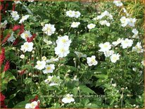 Anemone hybrida &#39;Honorine Jobert&#39;