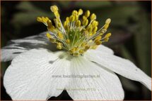 Anemone nemorosa