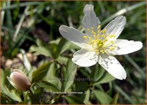 Anemone nemorosa