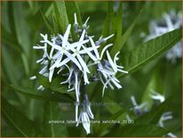 Amsonia tabernaemontana salicifolia